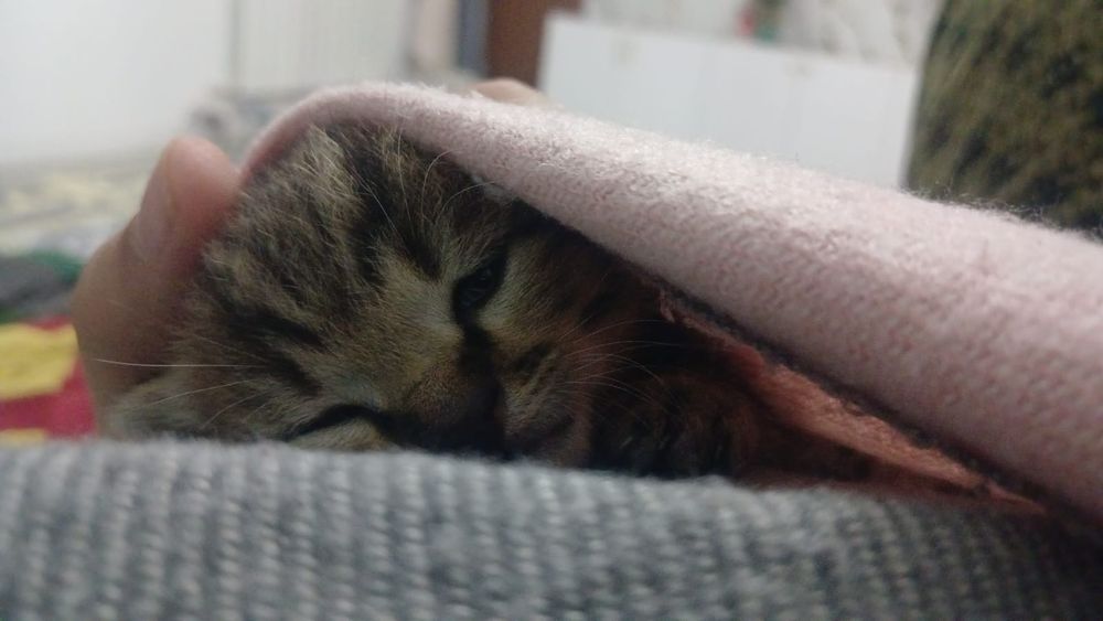 Прошу заберите 2 недельного кота.