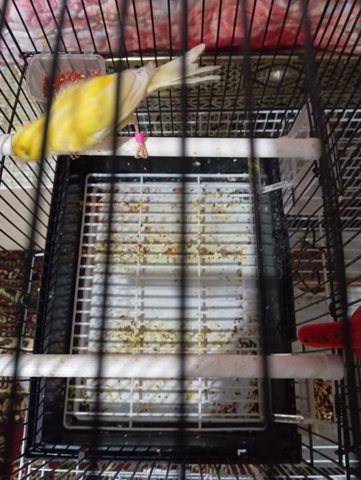 Продаю канарейки.