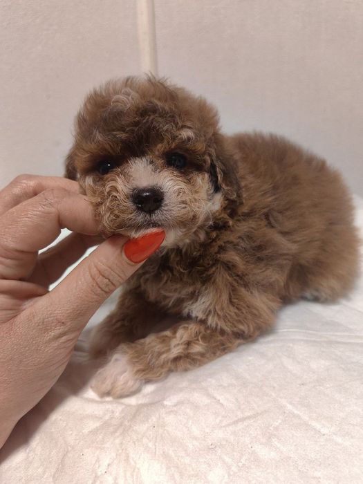 Девочка, мальтипу F1, мини