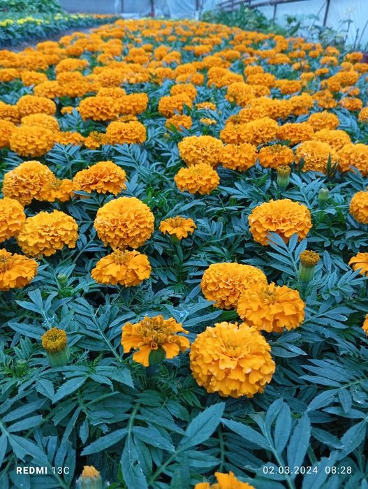 Baxorgi gullar Tagest salvia