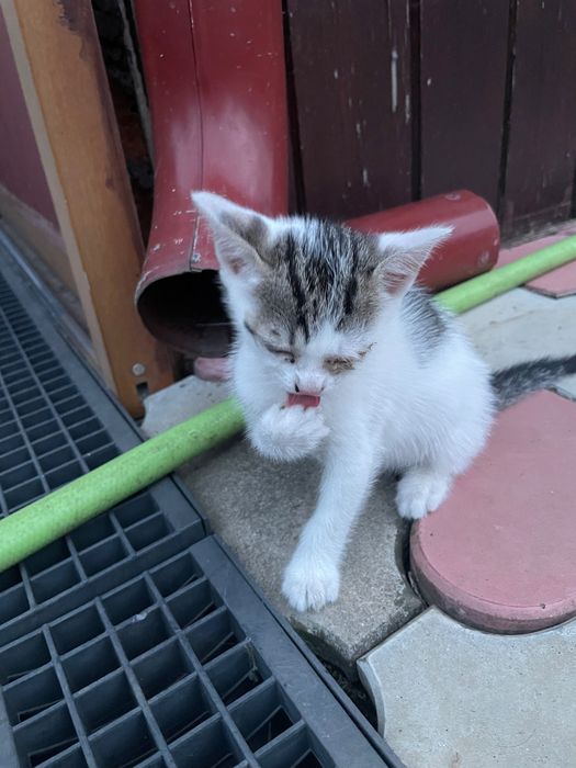 Pisici pentru adopție