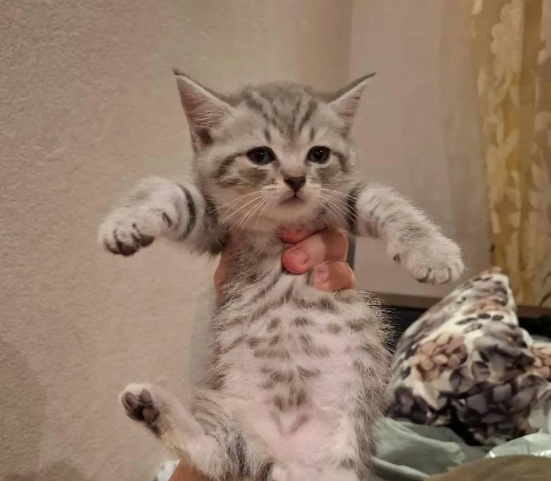 Бриатанские веслоухие девочки, 1.5 мес