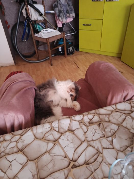 Продава се персийска котка
