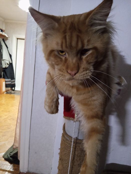 Продаются Мейн кун