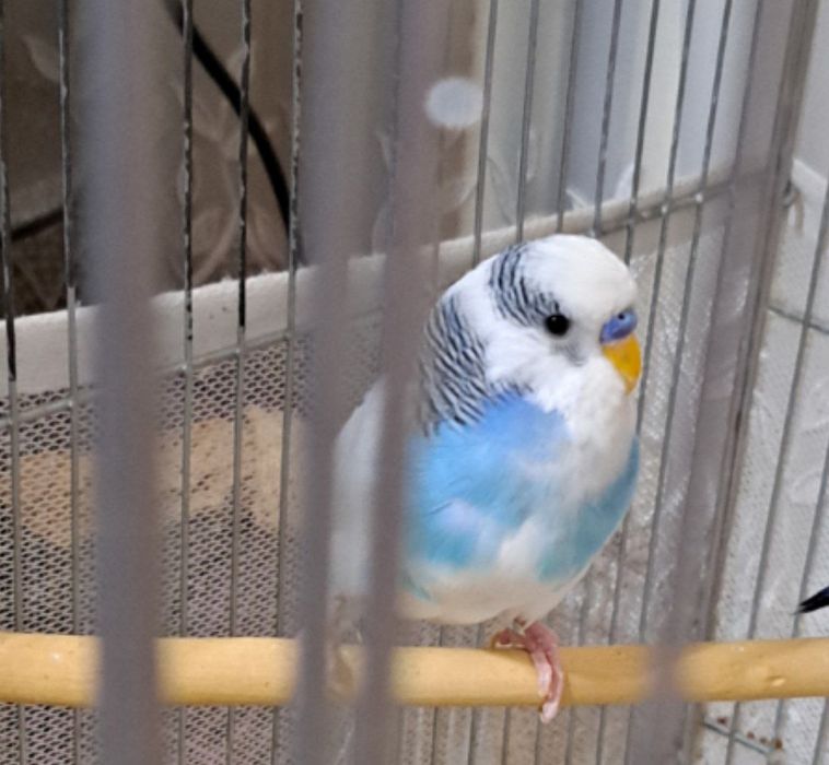 Попугаи волнистые есть 4 птицы