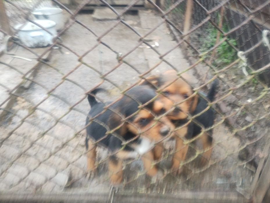 Ловно куче гонче