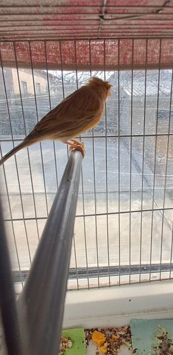 Самка канарейка сатылады.