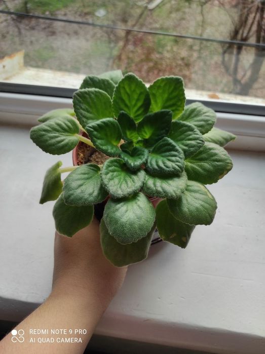 Цветы комнатные разные