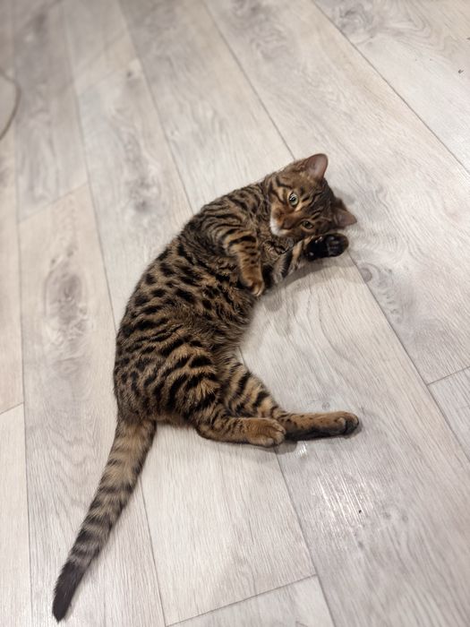 15000тнг кот бенгал