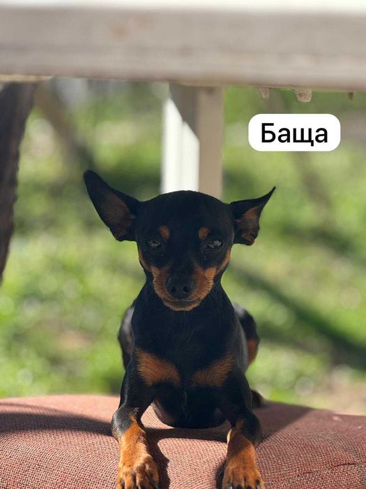 Продавам пинчери