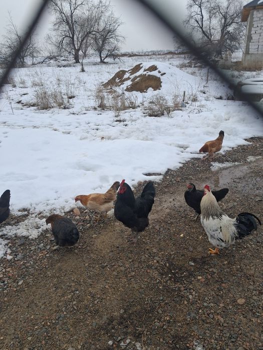 Продам молодых петухов