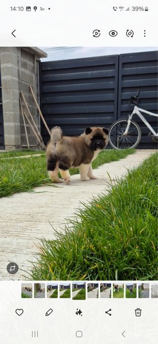 Femela Akita American