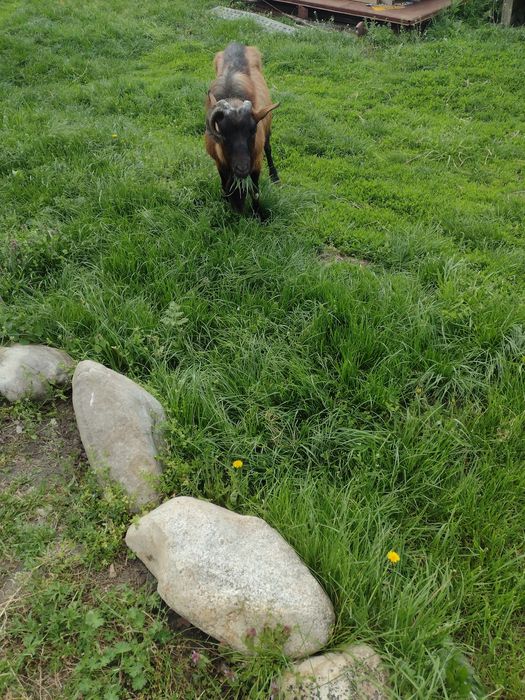 Țap alpin francez cu pedigree