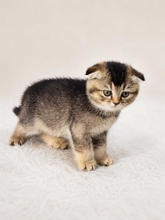 Шотландские вислоухие котята (Scottish Fold)