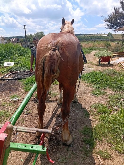 Vând iapă de șase ani bună de Ham