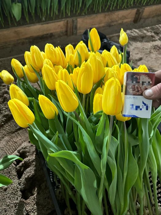 Тюльпаны в розницу! 40 сортов! Алматы.