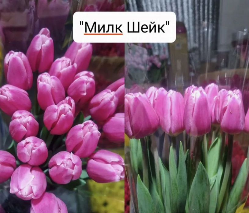 Цветы тюльпаны Астана правый берег