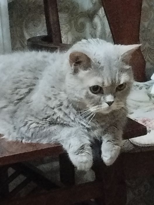 Кот британец отдам только в добрые руки