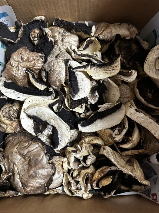 Продам грибы сушенные