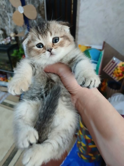 Продаю котят шиншил фолд