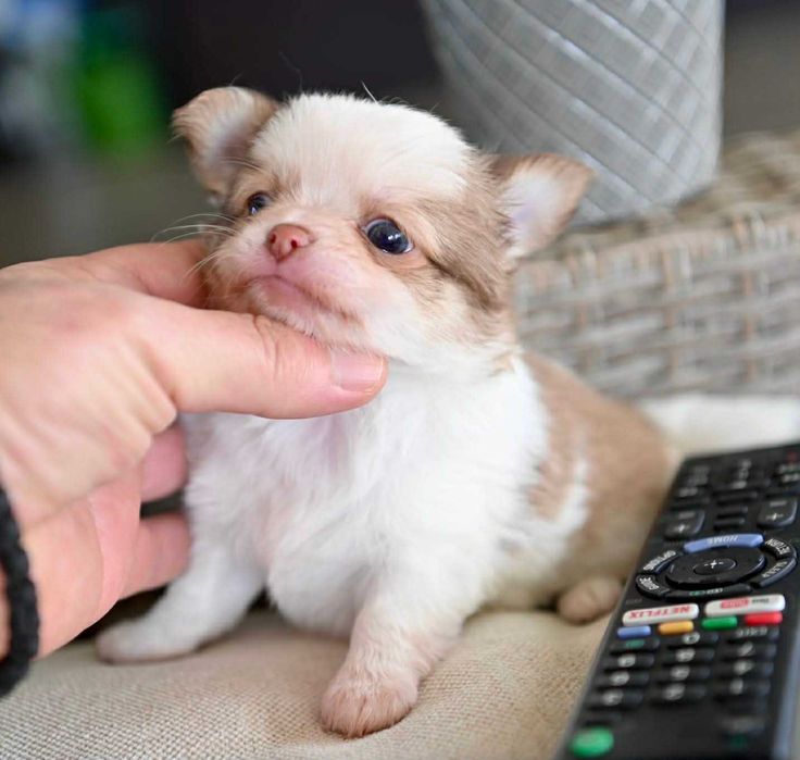 Мъжко дългокосместо мини чихуахуа