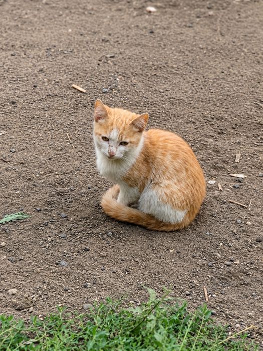 Отдам маленьких котят в добрые руки