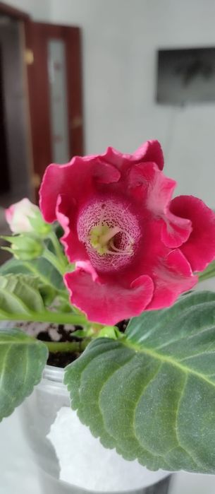 Продам цветы Глоксинии