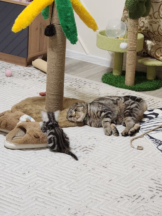 Котята шотландские