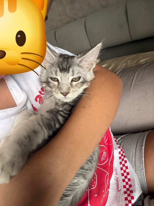 Disponibili spre rezervare puiut Maine Coon excepțional