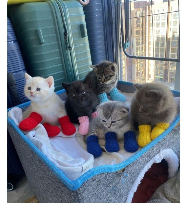 Котята скотиш фолд