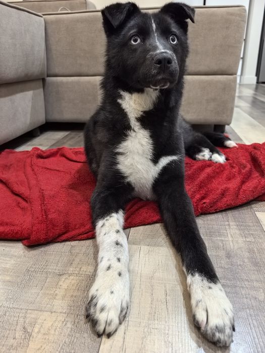 Хаски/лайка самка