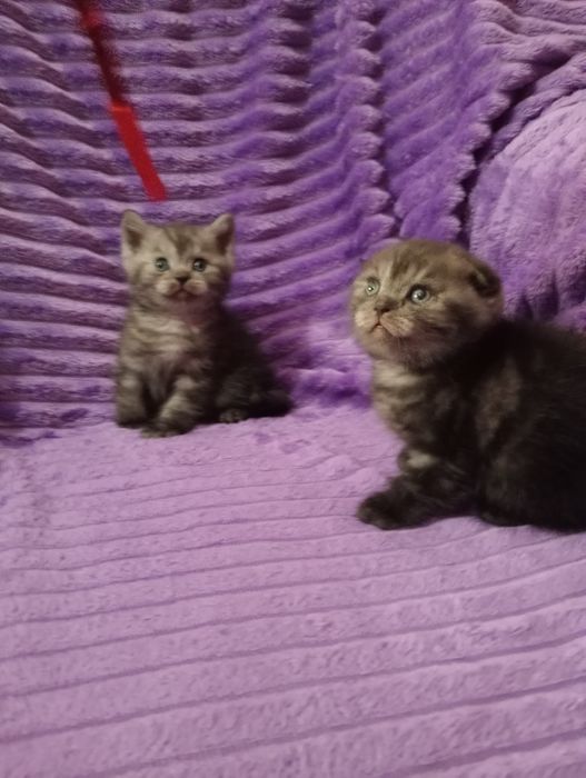 Продам шотладских котят с документами.