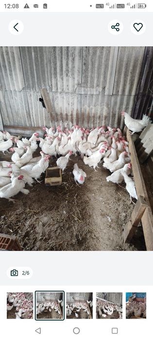 Куры Легорн несушки