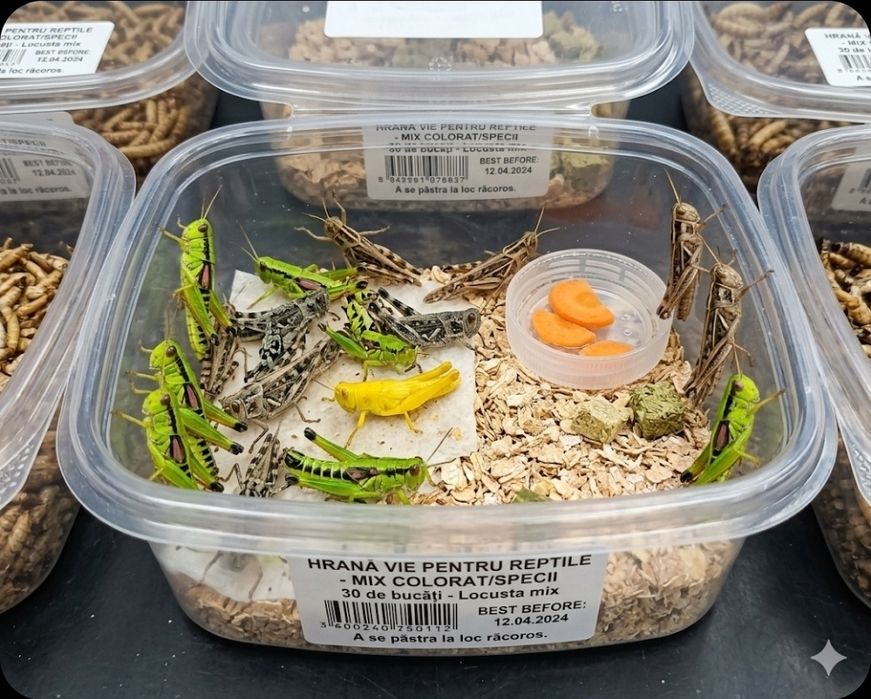 Lăcuste hrană vie reptile