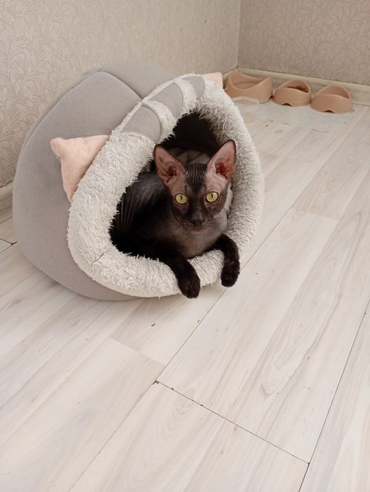 Вязка молодого котика
