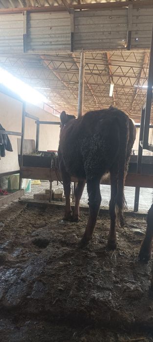 Gʻunojincha sotiladi