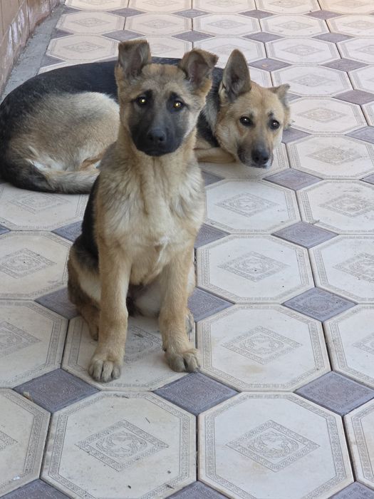 Овчарка девочка .