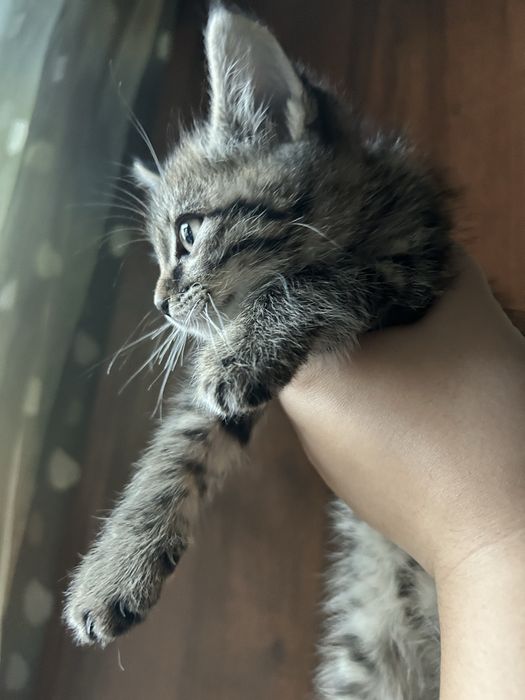 Отдаю двух милых котят. Девочки