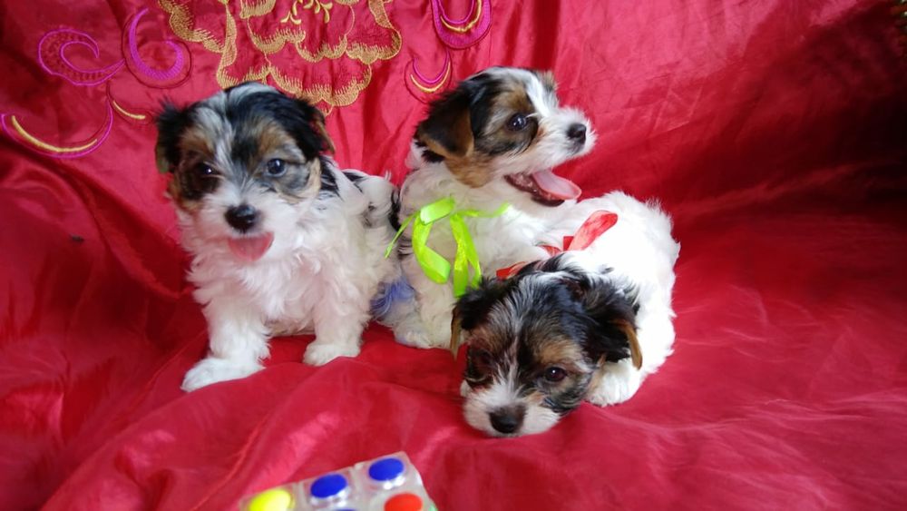 Прекрасный подарок щенки бивер йорк