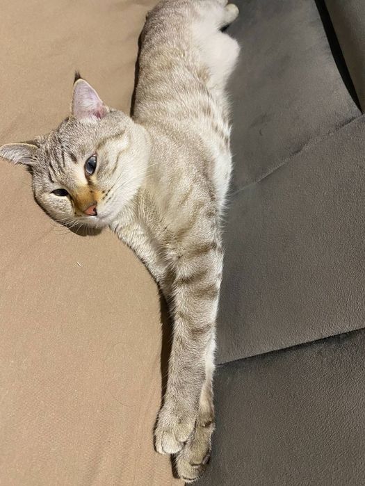 Mushuk sotqmiz zoti bengal