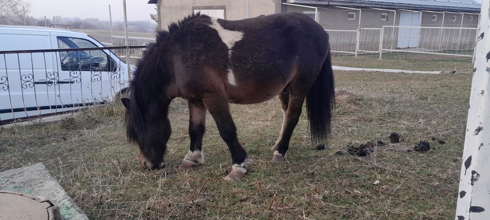 Пони жеребец ездовой