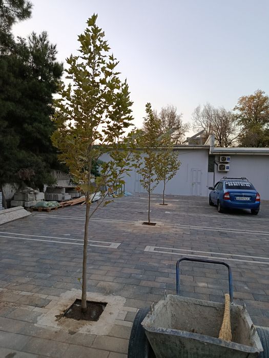 Уборка територи сад