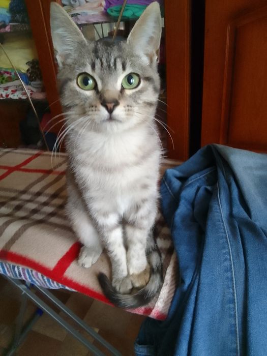 Котёнок  в добрые руки