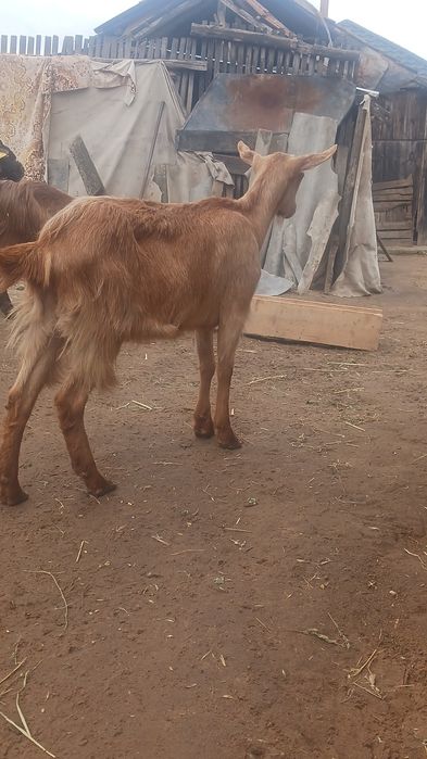 Vand 2 capre foarte bune de lapte