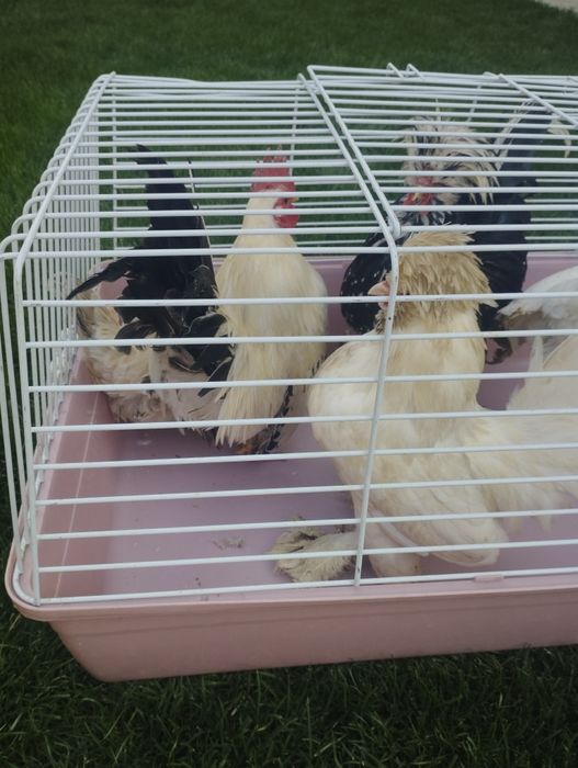 Декоративные куры