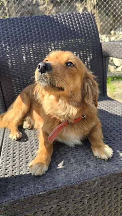 Подарявам кученца