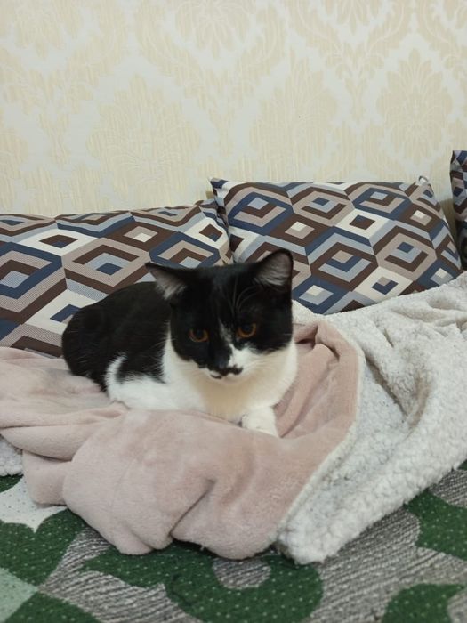 Стерилизованные кошки в дом!