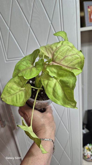 Сингониум Голден алюжен