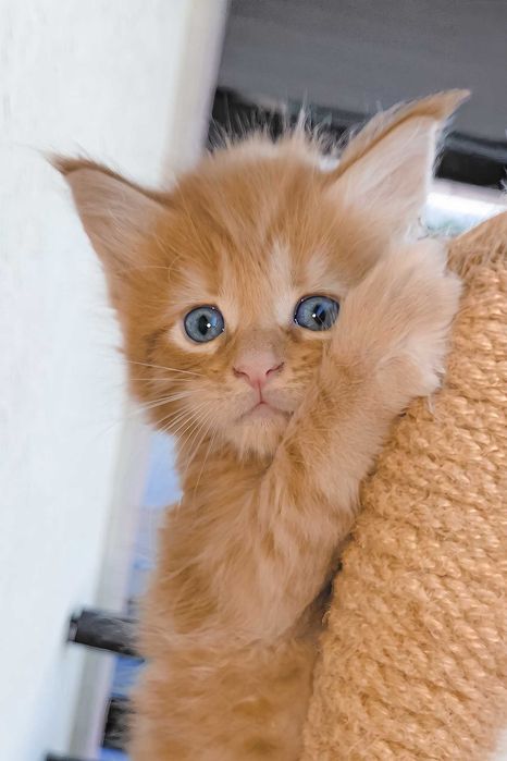 Maine Coon Felisa Lynx Rune Code Diesel – Micuțul titan cu pedigree de elită și o blândețe rară