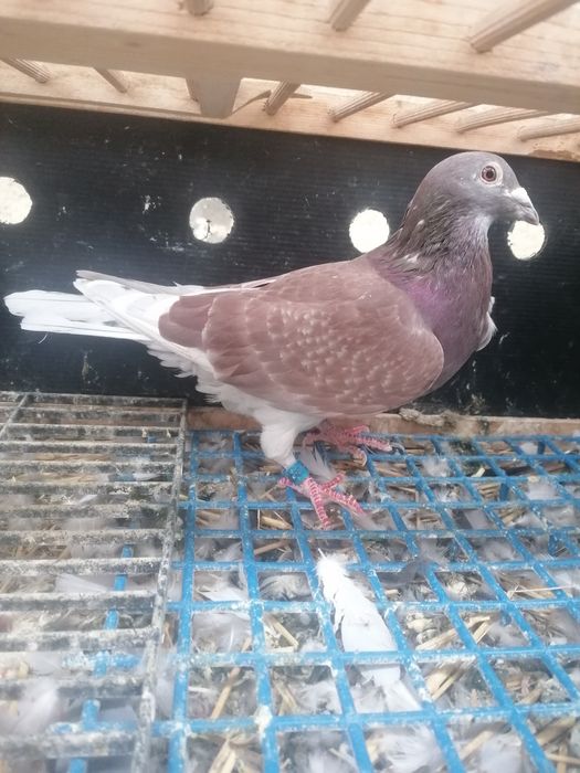 Porumbei cu pedigree